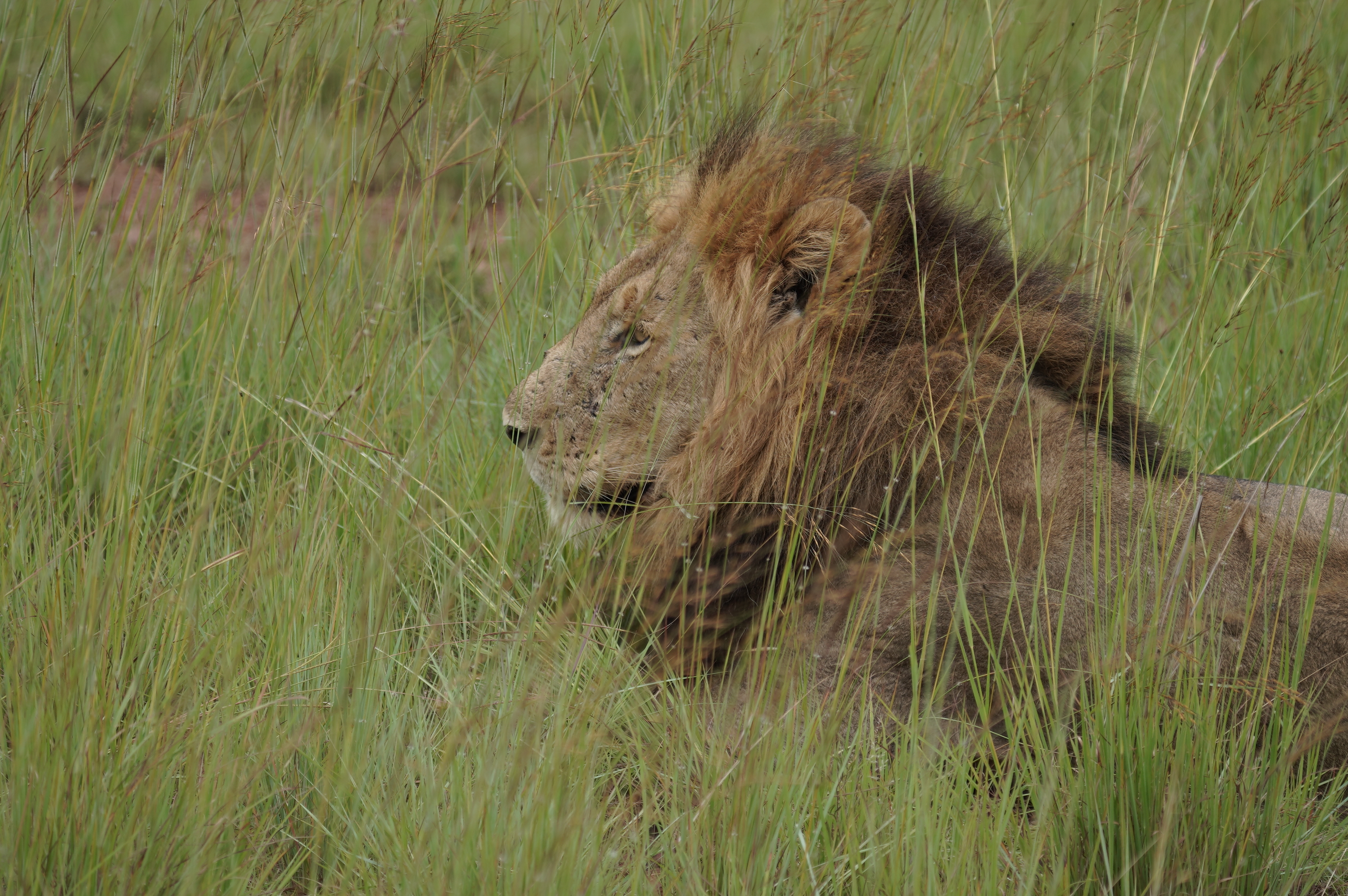 lion